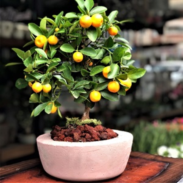 Mandalina