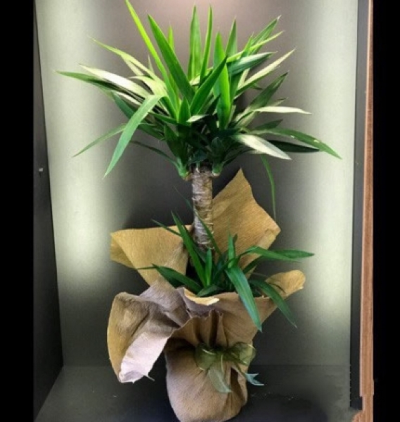 Yucca