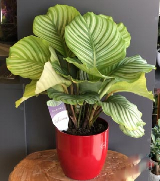 Calathea Dua Çiçeği