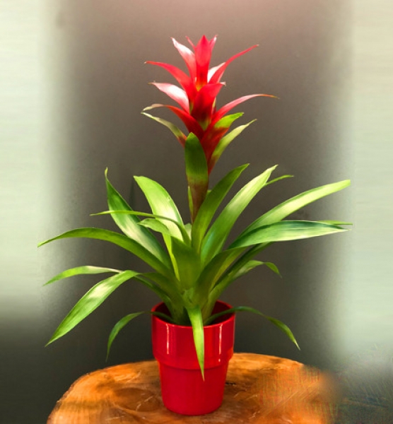 Guzmania