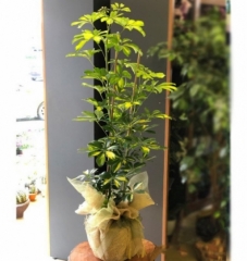 Şeflera ( Schefflera)