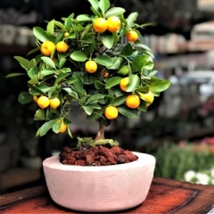 Mandalina