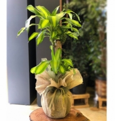 Yucca Messengena