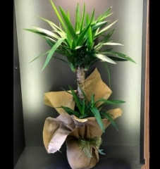 Yucca