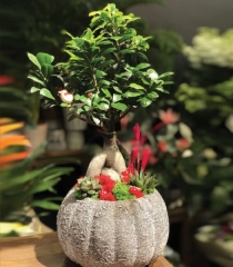 Bonsai