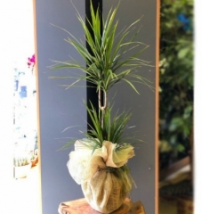 Marginata Tricolor
